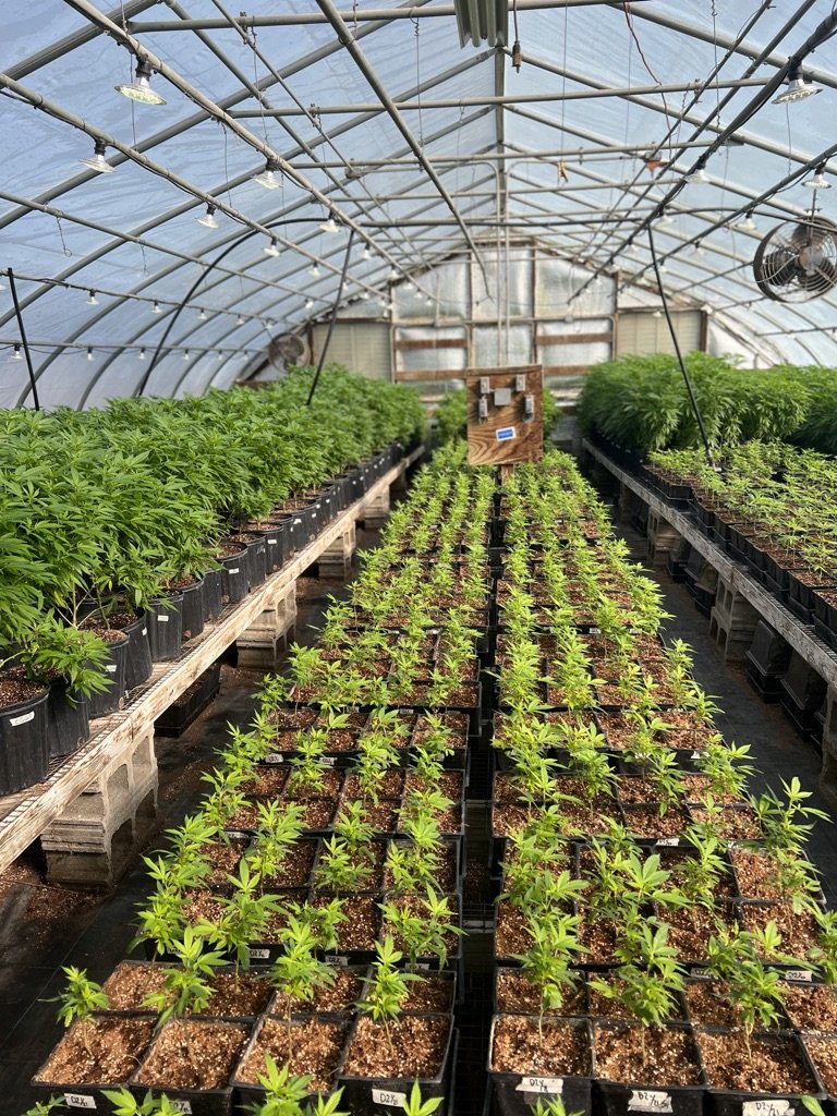 Hemp field
