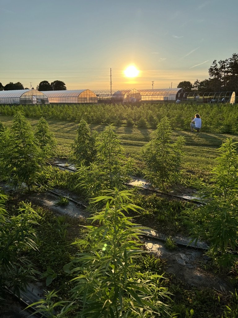 Hemp field trial