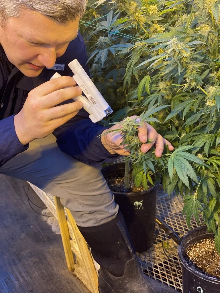 Hemp harvest