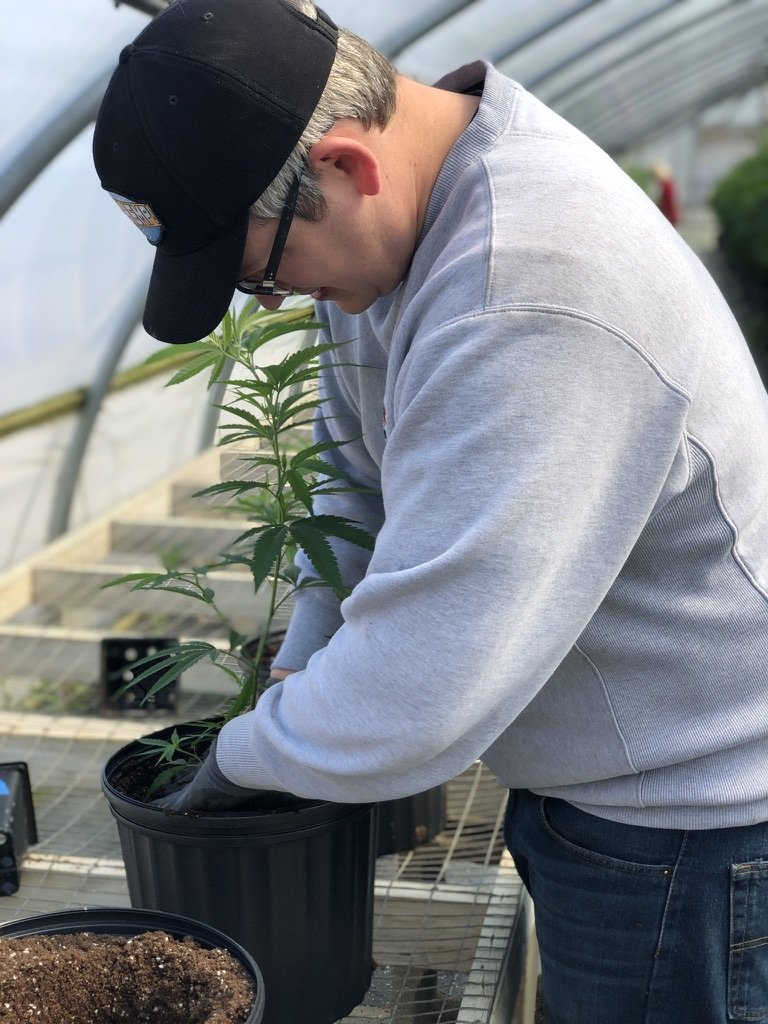 Hemp stand