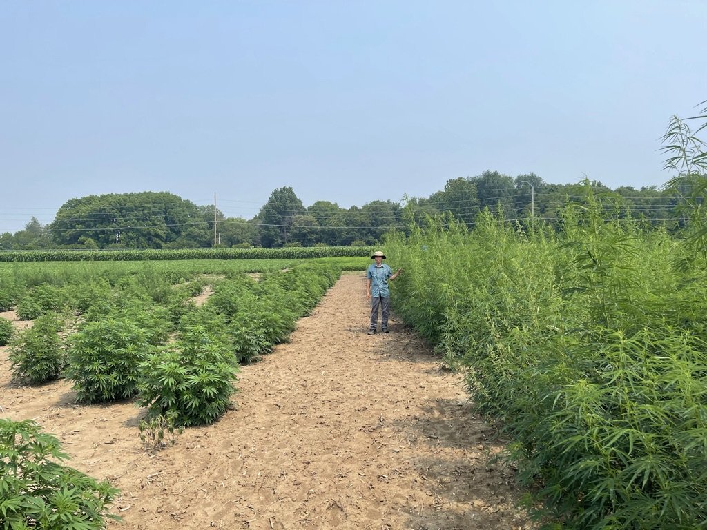 Hemp field