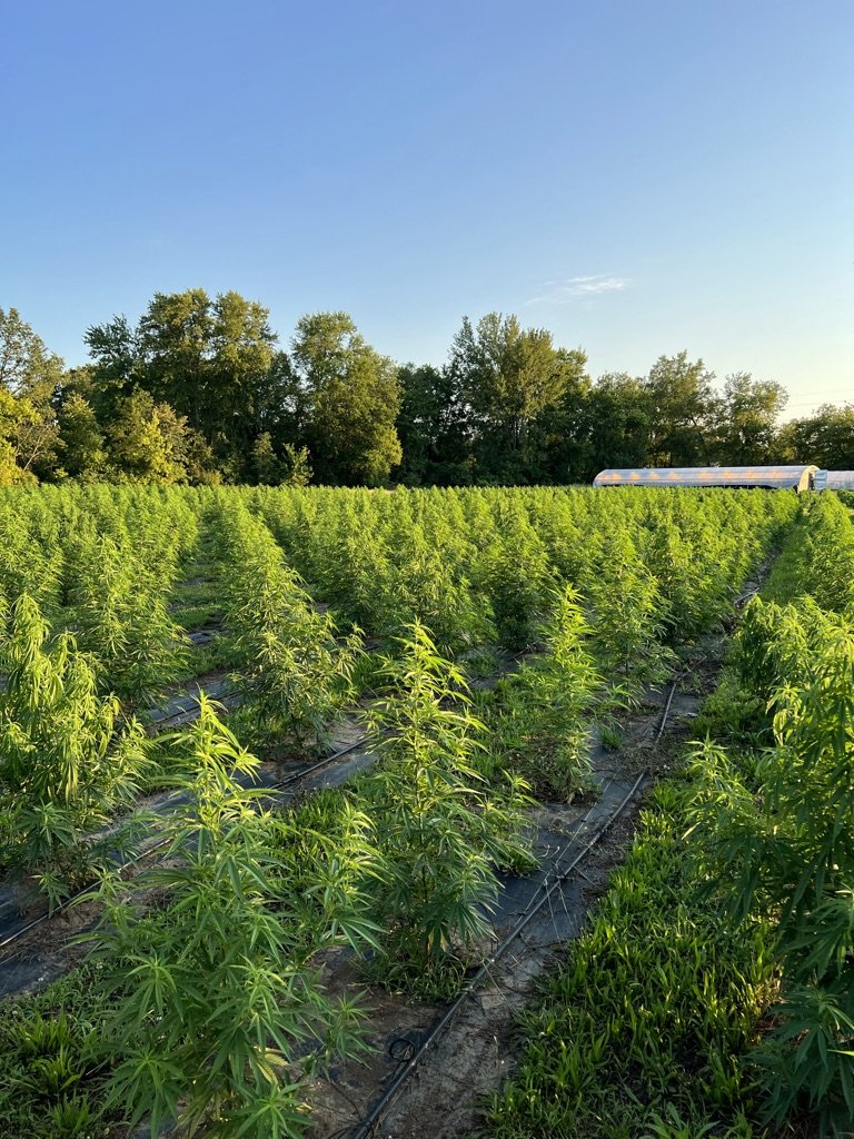 Hemp closeup